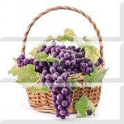 grapes 04